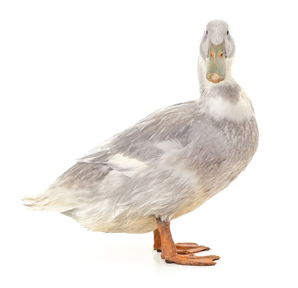 Graue Schöne Ente Isoliert Auf Weißem Hintergrund — Stockfoto