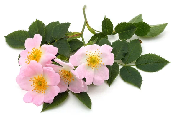 stock image A twig with a rosehip flower isolated on a white background.