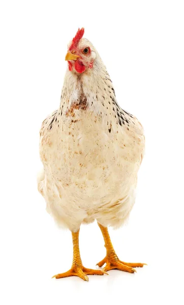 Satu Ayam Putih Diisolasi Pada Latar Belakang Putih — Stok Foto
