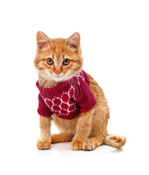 stock image Kitten in knitted sweater isolated on a white background.