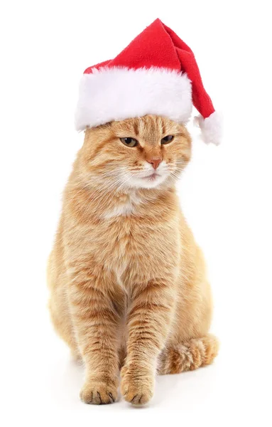 Rode Kat Kerstmuts Geïsoleerd Een Witte Achtergrond — Stockfoto