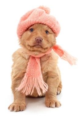 Beyaz arka planda izole edilmiş kepli ve eşarplı bir köpek..