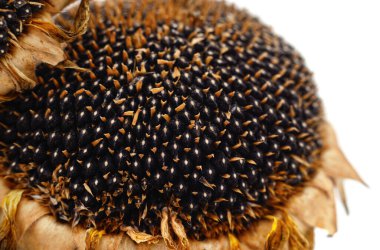 Ayçiçeği tohumları beyaz zemin üzerine izole ile.