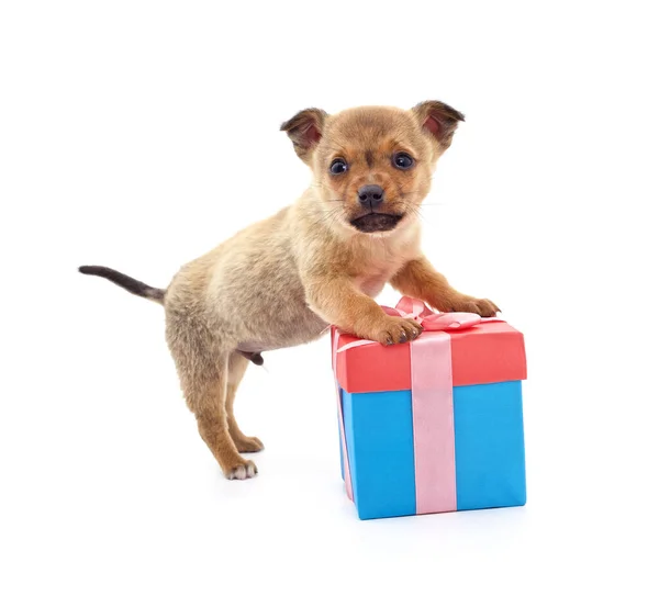 带着礼物的褐色小狗 背景为白色 — 图库照片