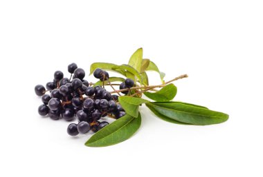 Beyaz arka planda siyah yaban mersini..