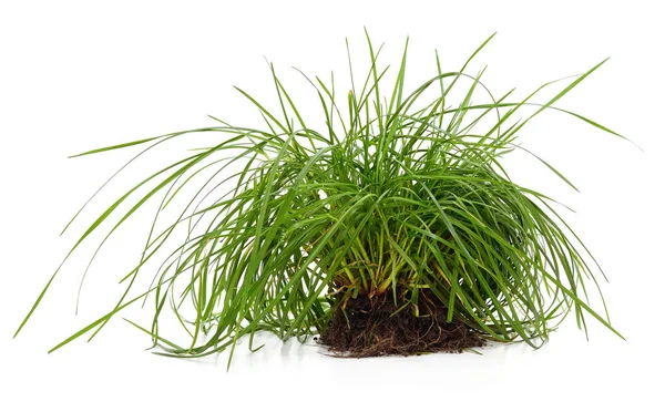 Soil Grass Isolated White Background — Stock Photo, Image