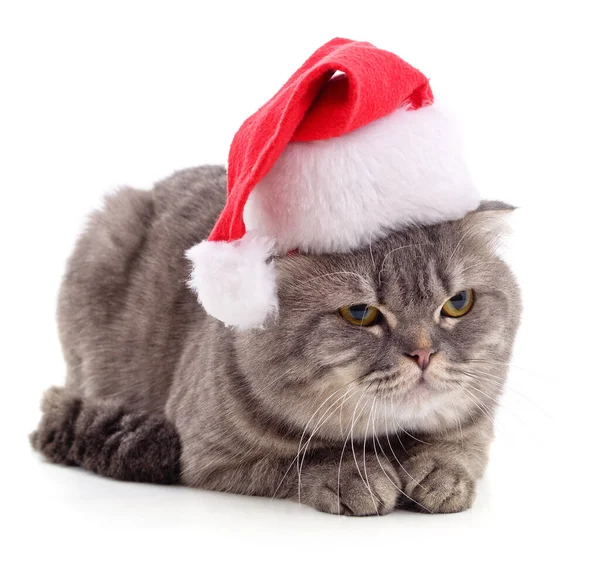 Kitten Vánoční Klobouk Izolované Bílém Pozadí — Stock fotografie