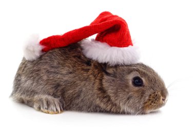 Beyaz arka planda izole edilmiş Noel şapkalı tavşan..