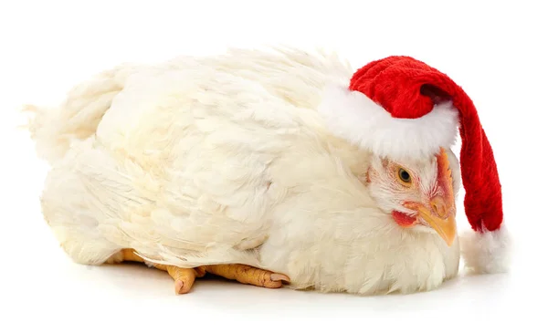 Pollo Sombrero Navidad Aislado Sobre Fondo Blanco — Foto de Stock
