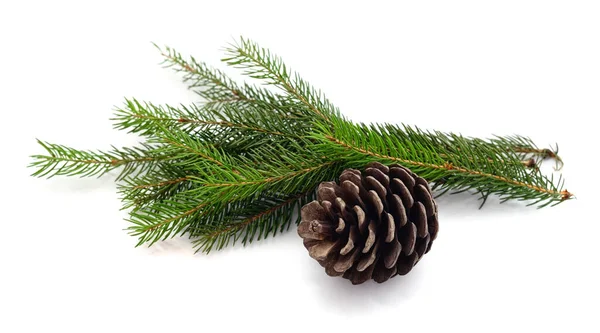 Cone Árvore Natal Isolado Fundo Branco — Fotografia de Stock