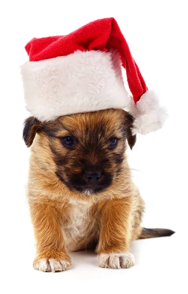 Собака Рождественской Шляпе Белом Фоне — стоковое фото