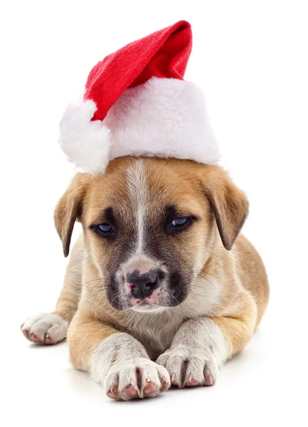 Собака Різдвяному Капелюсі Ізольований Білому Тлі — стокове фото