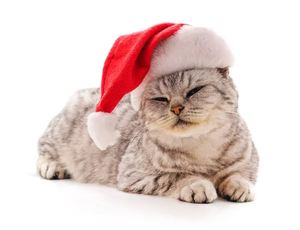 Kočka Klobouku Vánoční Izolovaných Bílém Pozadí — Stock fotografie