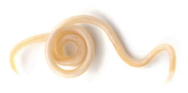 White Roundworm Parasite Isolated White Background — Stock Photo, Image