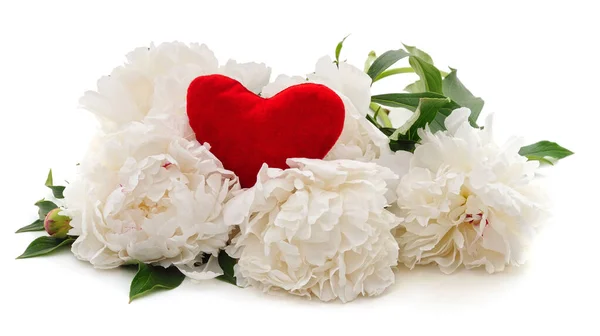 White Peonies Red Heart Isolated White Background — Stock Photo, Image