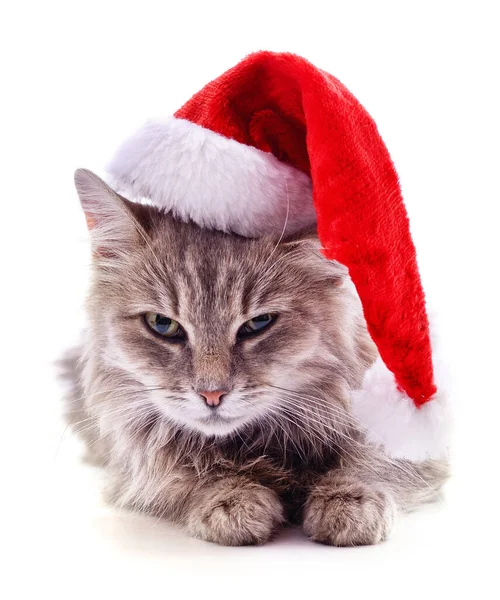 Kattunge Julen Hatt Isolerad Vit Bakgrund — Stockfoto