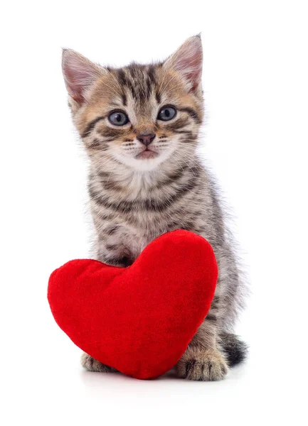Gato Corazón Rojo Aislados Sobre Fondo Blanco — Foto de Stock