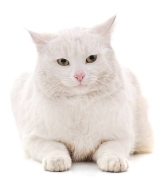 Beyaz arka planda izole edilmiş beyaz bir kedi yavrusu..