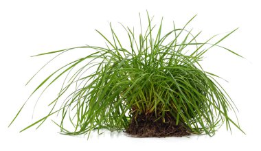 Beyaz arka planda çimenli toprak.