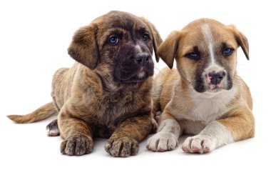 Beyaz bir arka planda izole edilmiş iki sevimli yavru..