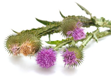 Devedikeni dikenli dalı beyaz bir arkaplanda izole edilmiş..