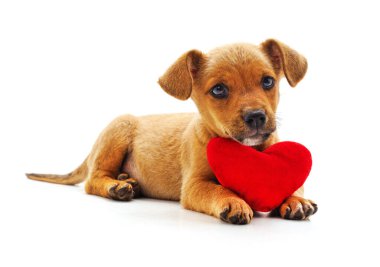 Beyaz bir arka plan üzerinde izole kalp ile köpek.