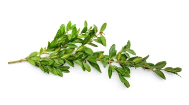 Green boxwood branch isolated on a white background.