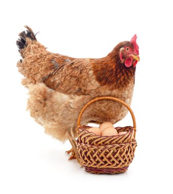 Chicken near a basket with eggs isolated on a white background.