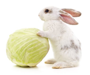 Tavşan ve lahana beyaz bir arka plan üzerinde izole.