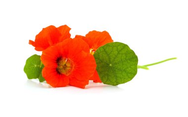 Beyaz bir arka plan üzerinde izole yaprakları ile kırmızı nasturtium.