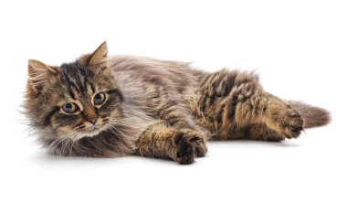 Beyaz arka planda izole bir kahverengi kedi..