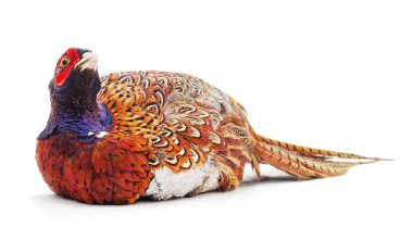 Beyaz arka planda izole edilmiş büyük bir sülün..