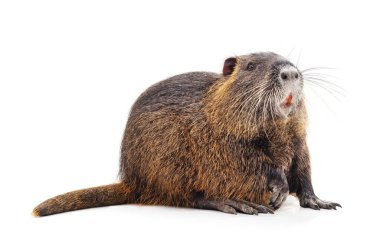 Beyaz arka planda izole edilmiş büyük bir hindistan cevizi..