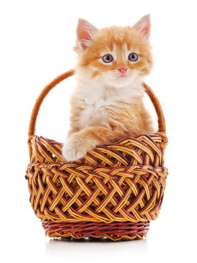 Beyaz arka planda izole edilmiş sepetteki kedi yavrusu..