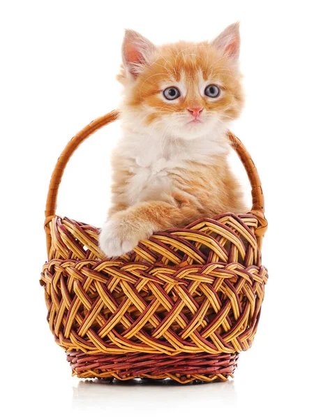 Beyaz arka planda izole edilmiş sepetteki kedi yavrusu..