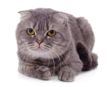 Gri güzel kedi beyaz arka planda izole edilmiş..