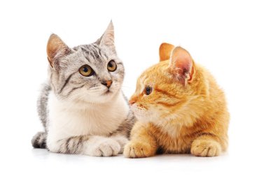 Beyaz arka planda iki küçük kedi yavrusu..