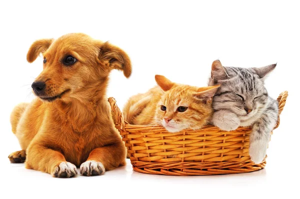 stock image Two cats in a basket and one dog isolated on white background.