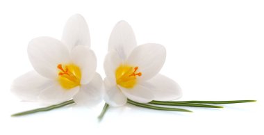Two white crocuses isolated on a white background.
