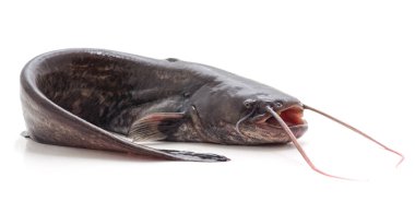 Beyaz arka planda izole edilmiş bir yayın balığı..