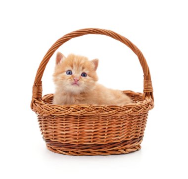 Beyaz arka planda izole edilmiş sepetteki kedi yavrusu..