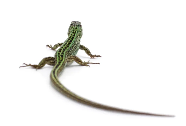 一只绿色蜥蜴在白色背景上被隔离 — 图库照片