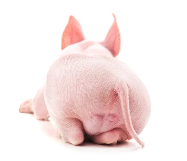 stock image Little pink pig isolated on white background.