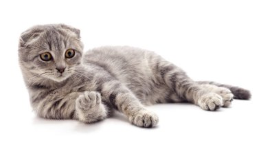 Beyaz arka planda izole edilmiş patiye bakan gri kedi yavrusu..