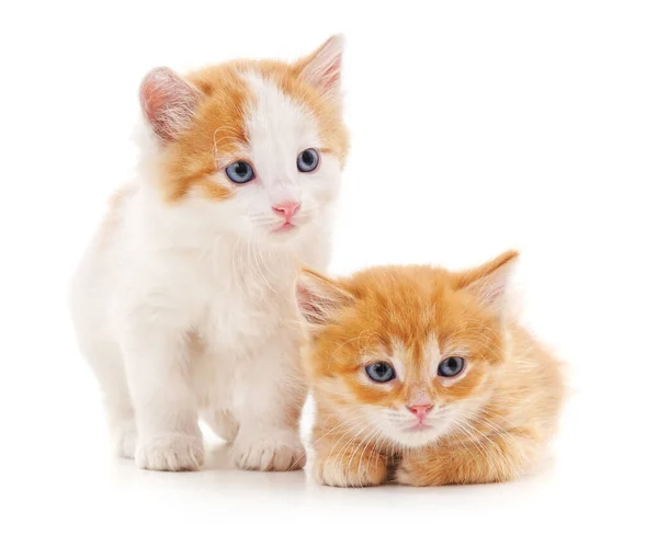 Dvě Malé Kočky Izolované Bílém Pozadí — Stock fotografie