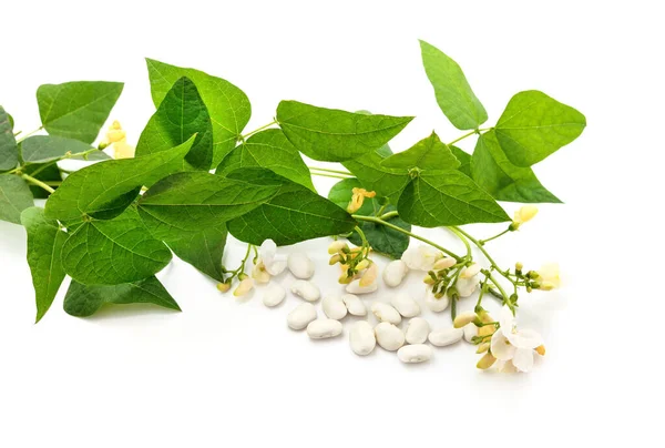 Weiße Bohnen Mit Blättern Und Blüten Isoliert Auf Weißem Hintergrund — Stockfoto