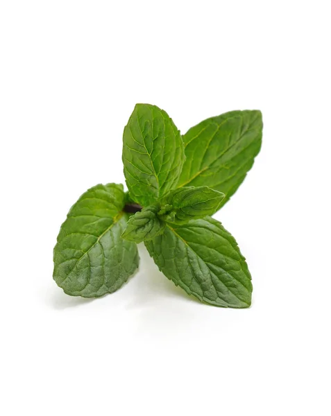 Leaves Green Mint Isolated White Background — Stock Photo, Image