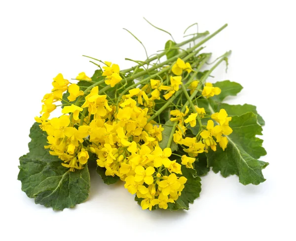 stock image Bunch of yellow rapeseed isolated on a white background.