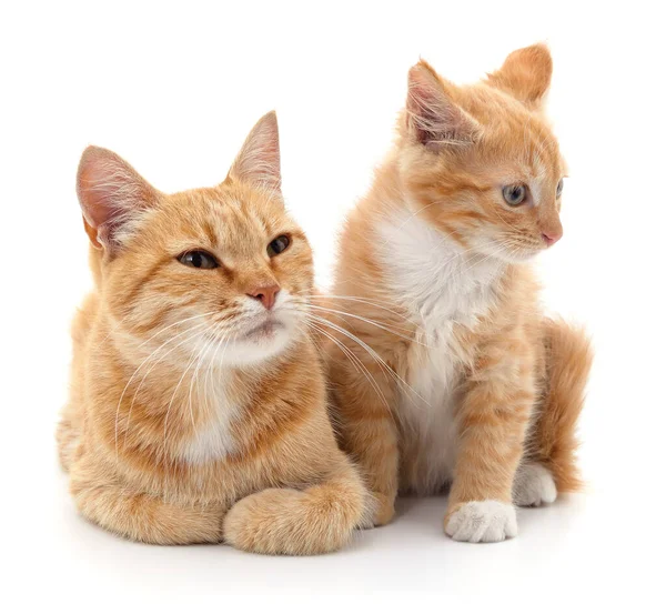 白地に隔離された猫と子猫 — ストック写真