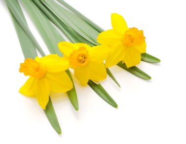 Beyaz bir arka plan üzerinde izole sarı nergis buket.